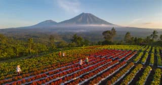 Maluku Spice Islands traditional chili cultivation - volcanic soil premium Indonesian ingredients