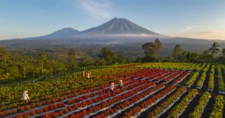 Traditional Indonesian chili farming supporting local communities